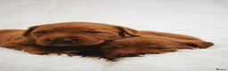 Labrador Retriever dogs for sale: Outstanding fully health tested fox reds  - Advert 5