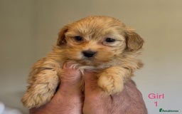 Maltipoo dogs for sale: Exquisitely Adorable Toy Maltipoo Puppies  - Image 9