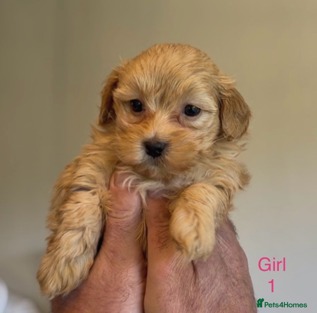 Maltipoo dogs for sale: Exquisitely Adorable Toy Maltipoo Puppies  - Image 9