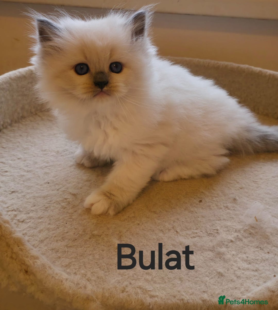 Siberian cats for sale: Kitten Siberian Neva Masquerade - Advert 3