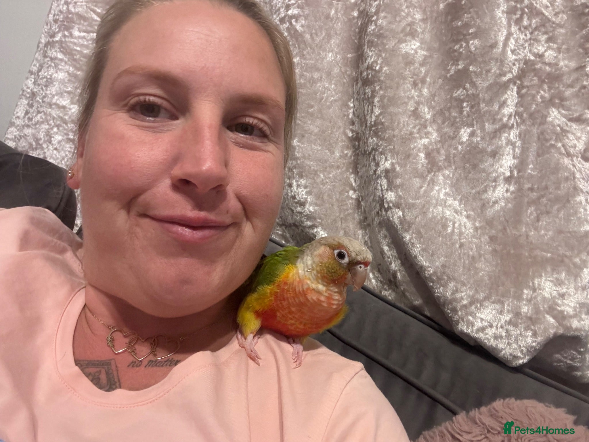 Conures birds pineapple cheek conure - Advert 1