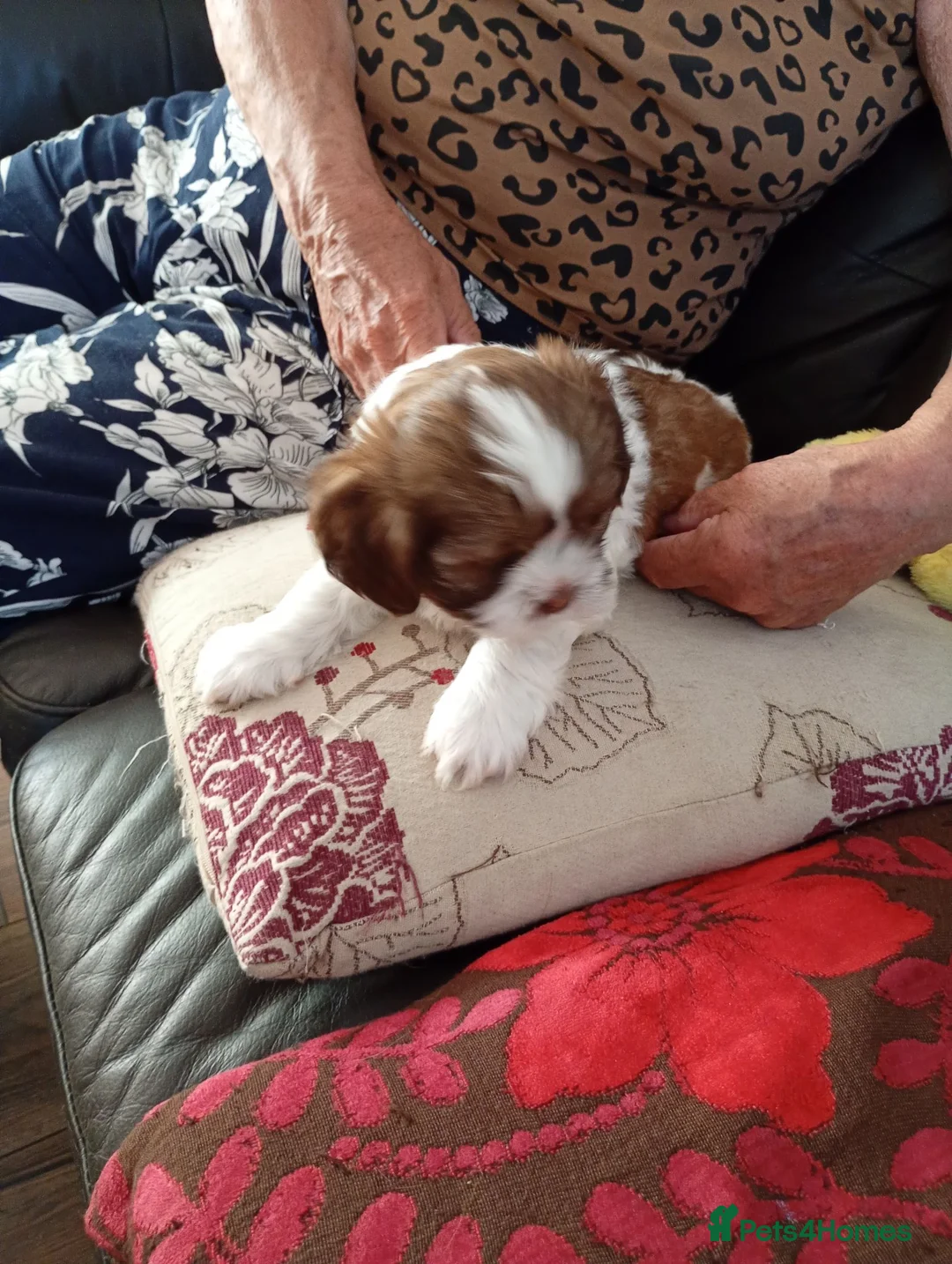 Shih Tzu dogs for sale: Shih tzu puppies in Daventry - Advert 2