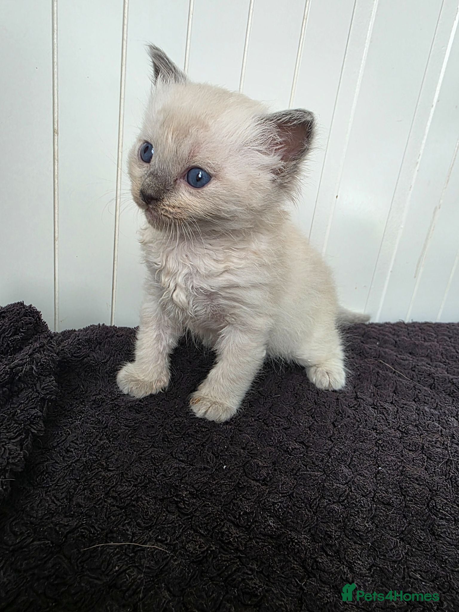 Ragdoll cats Ragdolls kittens. - Advert 2