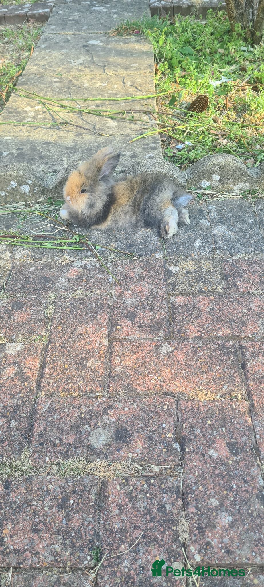 Mini Lion Lop rabbits   9 Mini Lion x lops - Advert 9