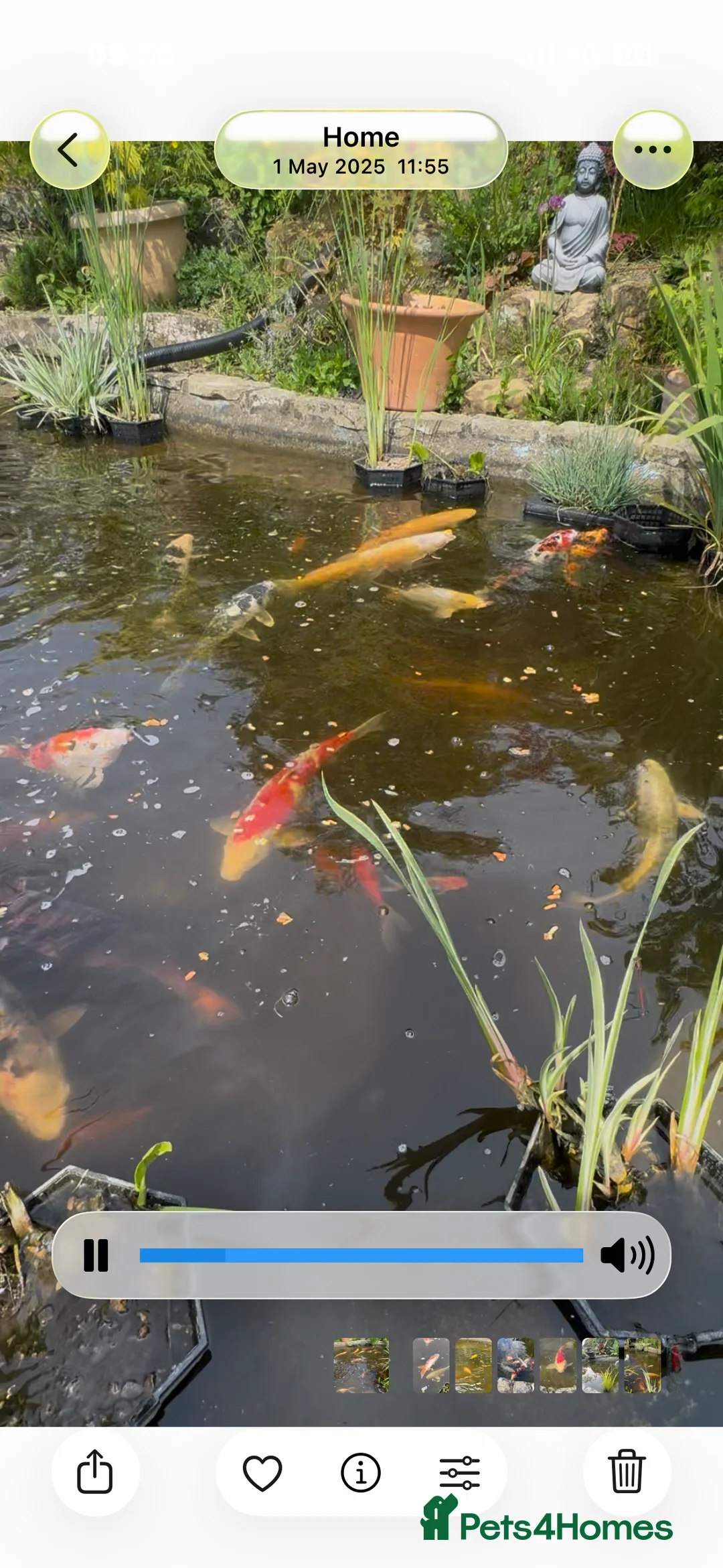 Koi Carp fish for sale: Koi Carp and Other fish  - Advert 2