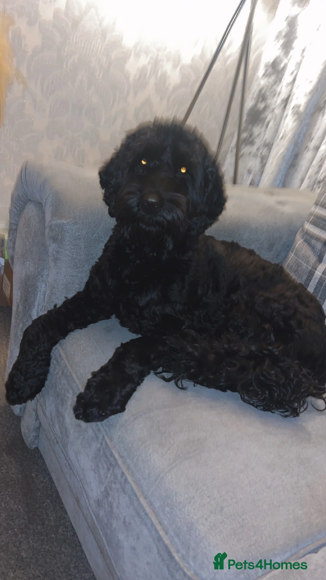 Cockapoo dogs for stud: Beautiful natured cockapoo for stud - Advert 2