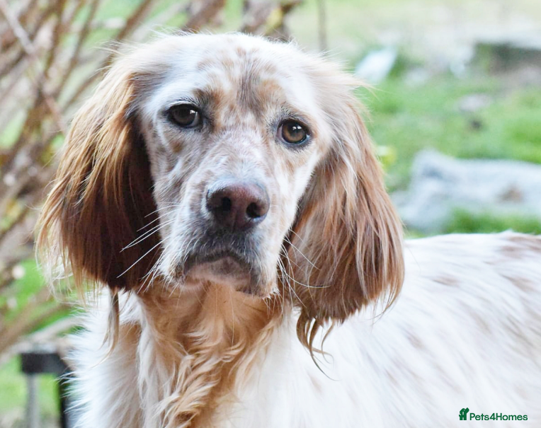 English Setter dogs Bonnie (Laila) - Advert 1