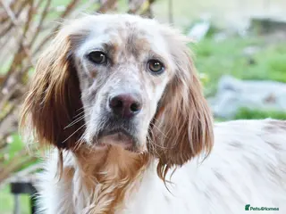 English Setter dogs Bonnie (Laila) - Advert 1
