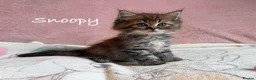 Persian cats for sale: Absolutely beautiful Persian/ragdoll Kittens - Advert 16