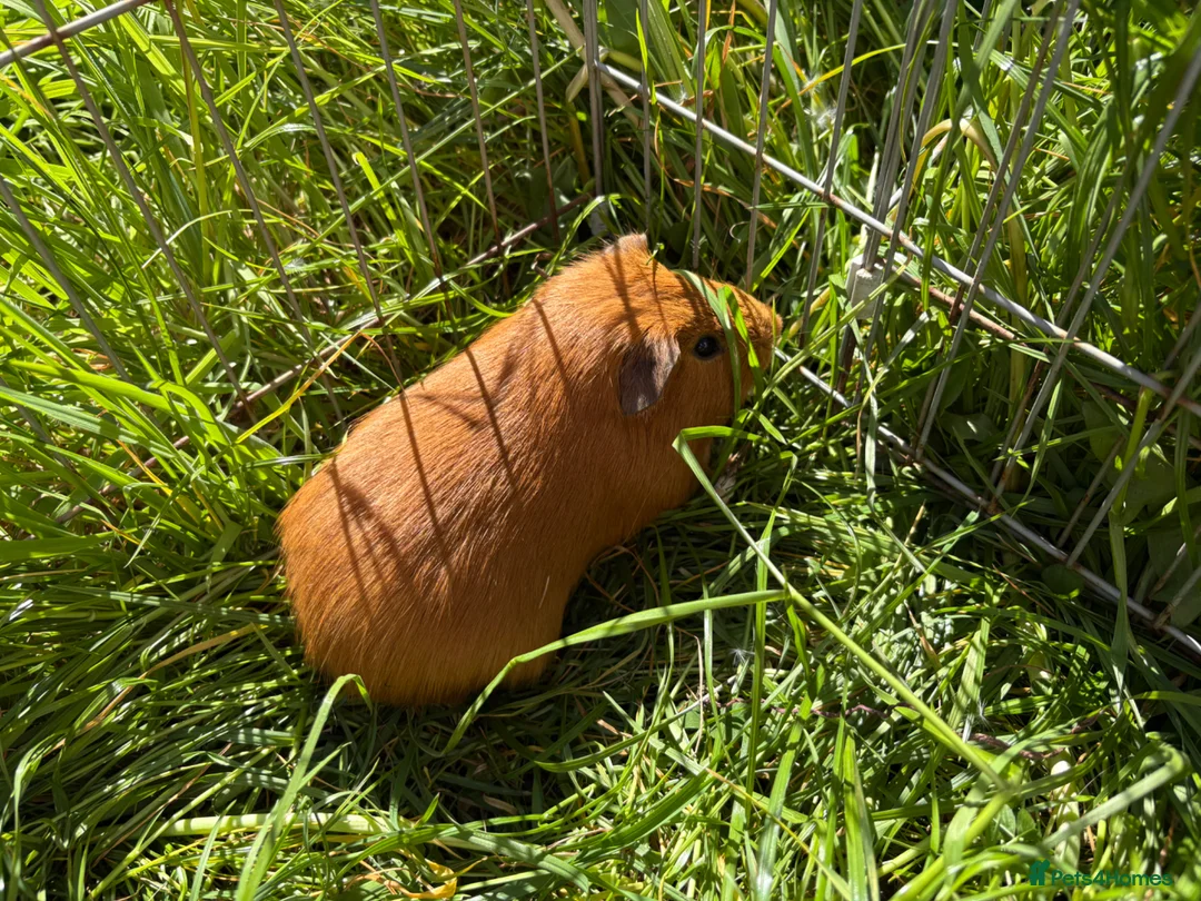 Guinea Pig rodents for sale: Young guinea pigs for sale  - Advert 8