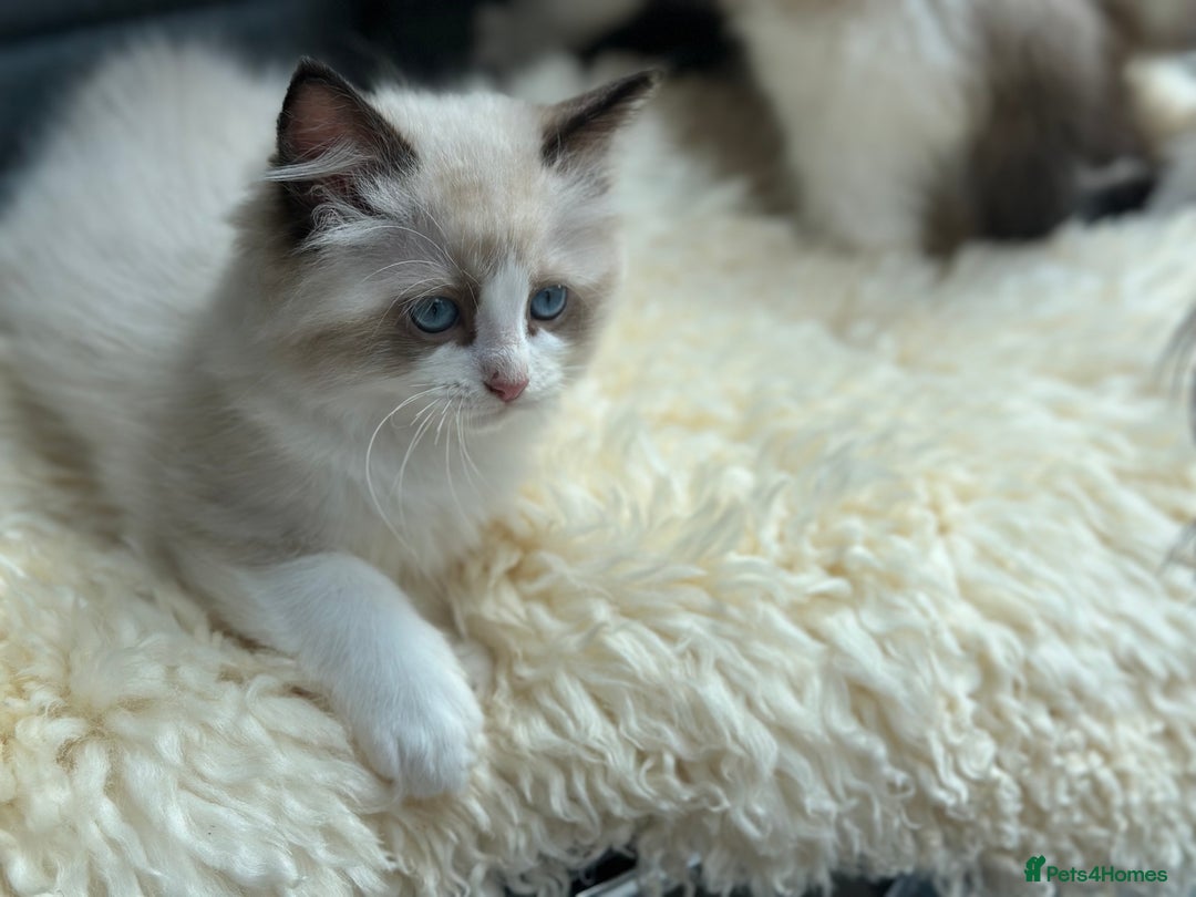 Ragdoll cats for sale: Rare European Chunky ragdolls - Image 13