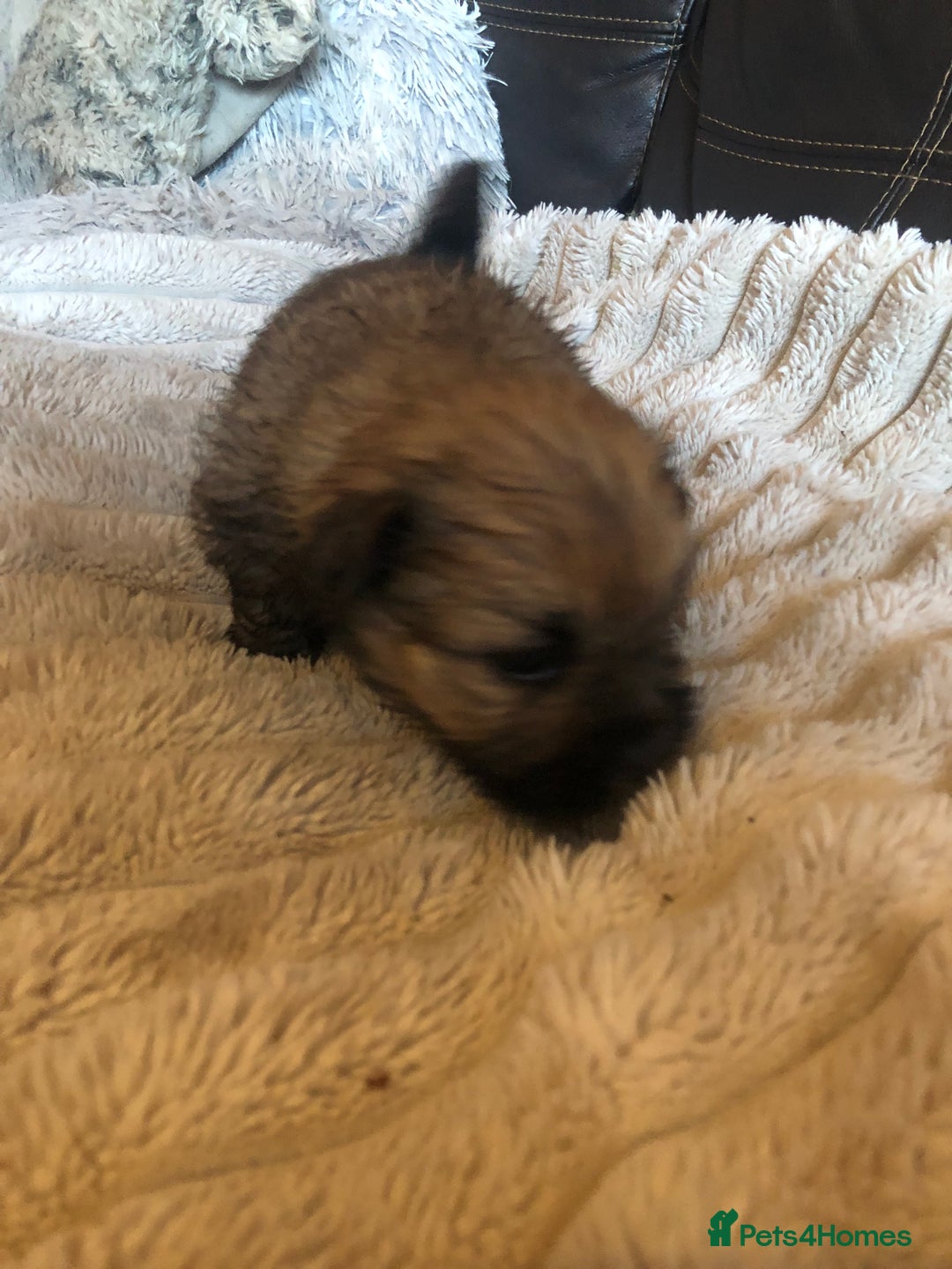 Shih Tzu dogs for sale: 6 Shih tzu puppies boys and girls avalible  - Advert 6
