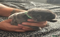 Chow Chow dogs for sale: Beautiful blue chow chow litter 💙 - Image 6
