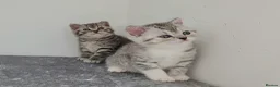 British Shorthair cats for sale: 🏆 Pedigree Silver British Shorthair Kittens 🏆 - Advert 3