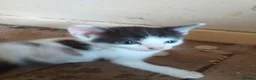 Mixed Breed cats for sale: 4 kittens for sale  - Advert 2