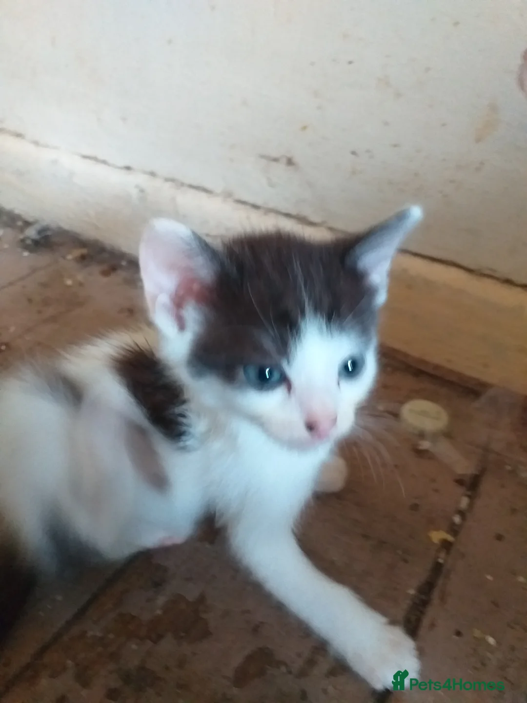 Mixed Breed cats for sale: 4 kittens for sale  - Advert 2