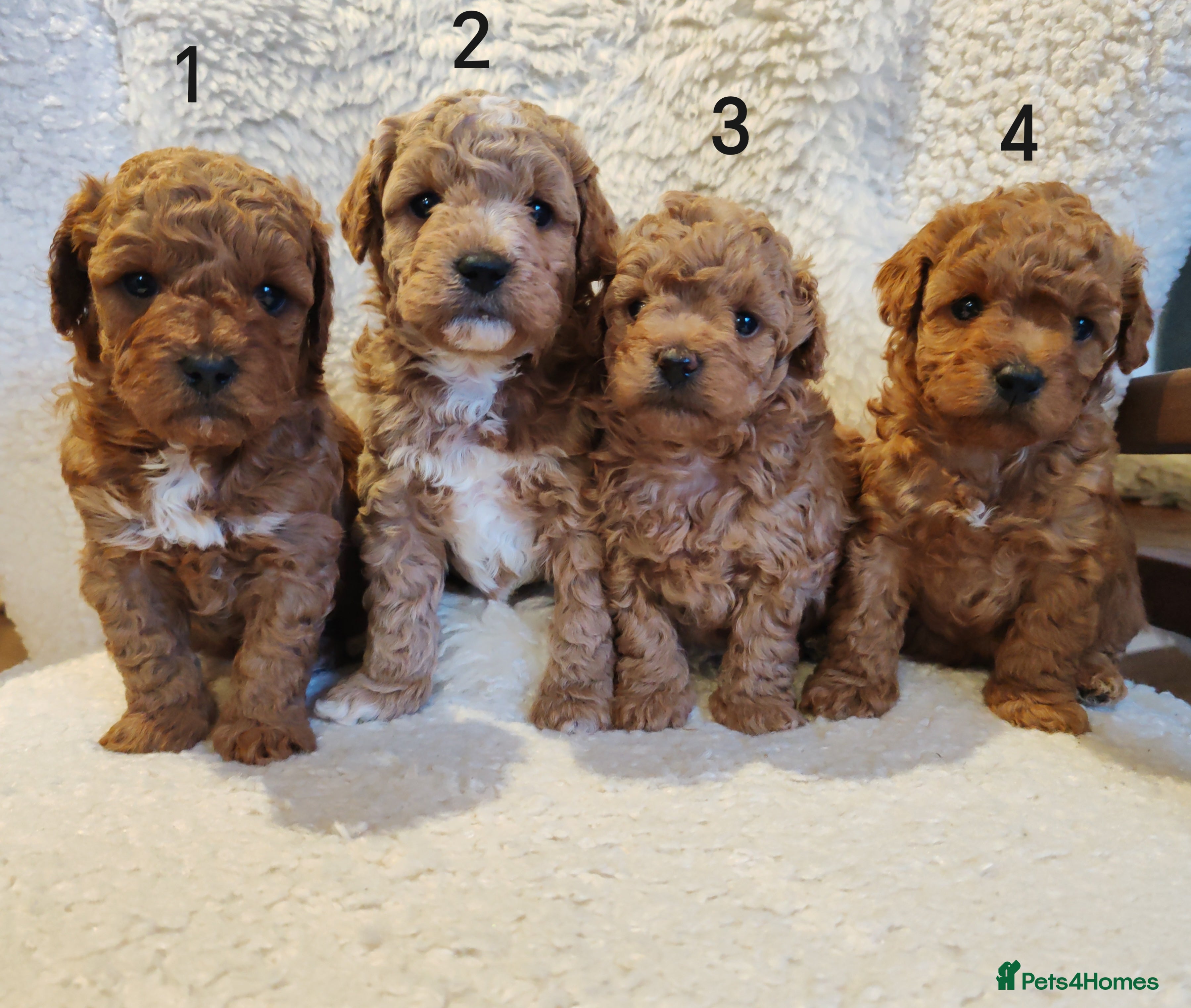 Maltipoo dogs  Toy Asian Maltipoo puppies born 14/02/26 - Advert 4
