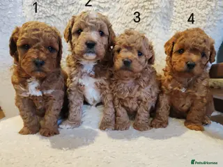 Maltipoo dogs Toy Asian Maltipoo puppies born 14/02/26 - Advert 4