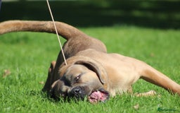 Cane Corso dogs for stud: 🧊 ANTIQUA FORTIS DA’VINCI OF PETRAANGELZ 🧊 - Image 10