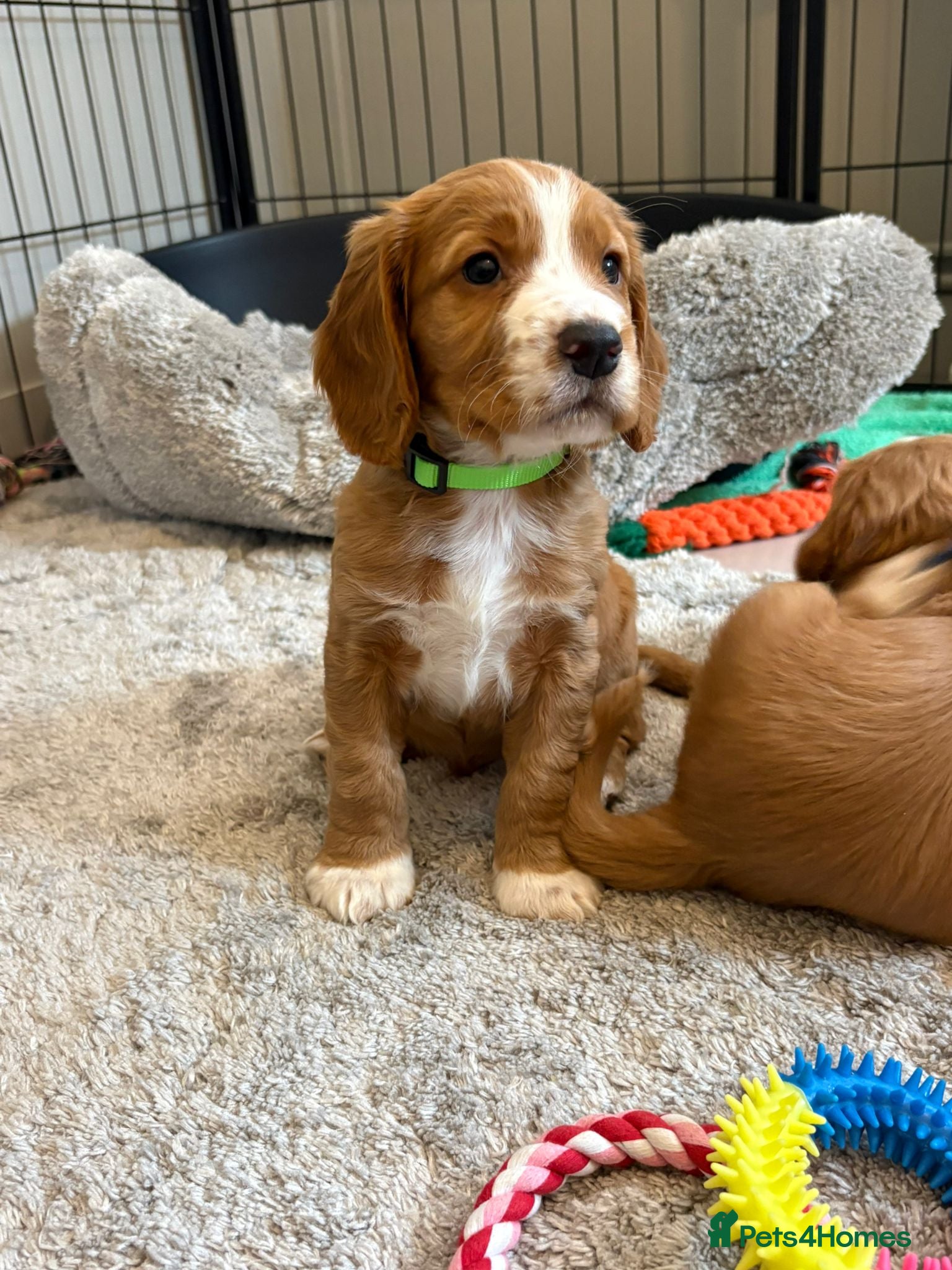Cocker Spaniel dogs Beautiful Golden cockers free insurance with agria - Advert 1