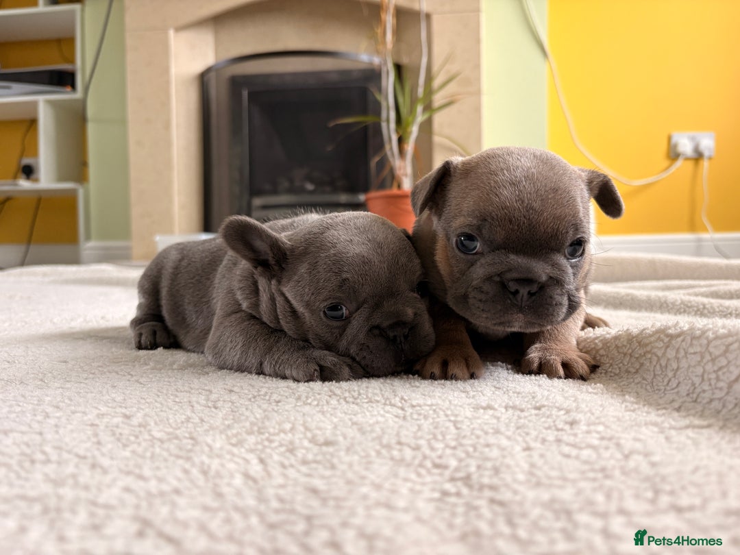 French Bulldog dogs for sale: 4 lovely French Bulldog puppies for sale . - Image 7