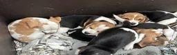 Beagle dogs for sale: KC registered Beagle puppies  - Advert 5