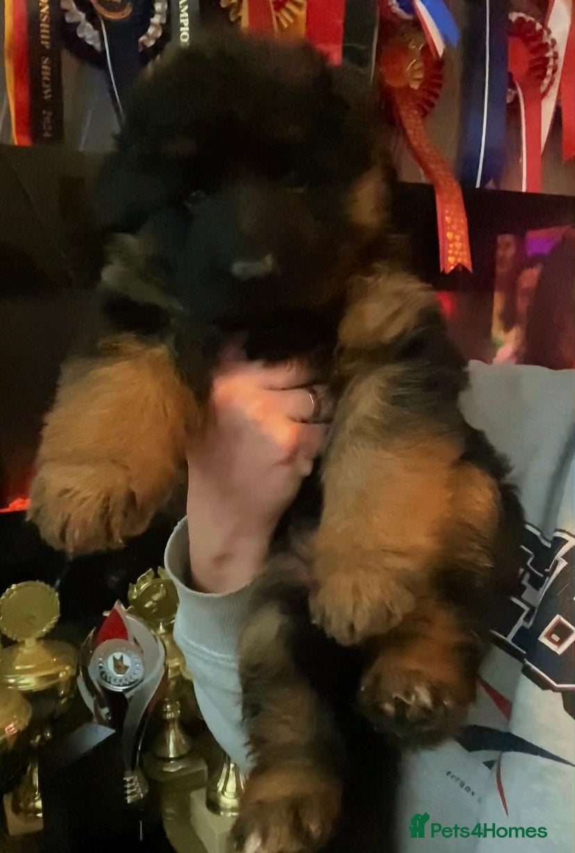 German Shepherd dogs ⭐️BEAUTIFUL GSD PUPPIES⭐️ - Advert 4