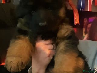 German Shepherd dogs ⭐️BEAUTIFUL GSD PUPPIES⭐️ - Advert 6