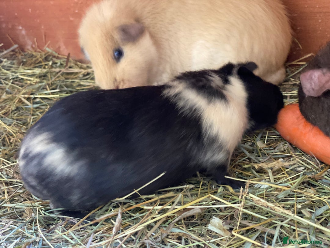 Guinea Pig rodents for sale: Mix of baby boy Guineapigs  - Image 6