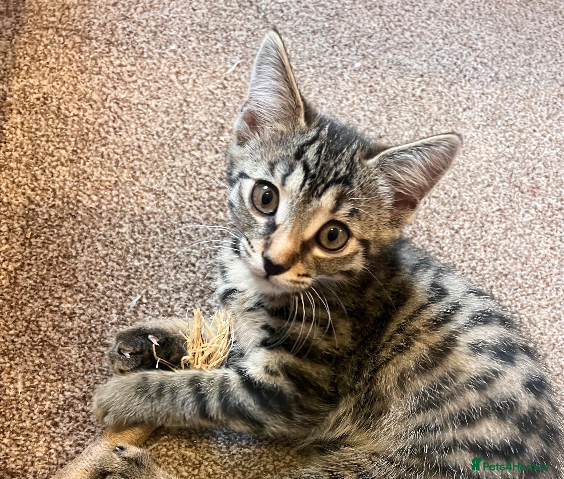Domestic Shorthair cats 3 gorgeous female tabby kittens ready 24 Oct - Advert 7