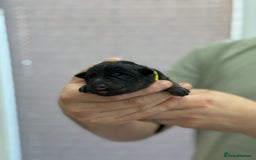 German Shepherd dogs for sale: German Shepherd Puppies  - Image 22