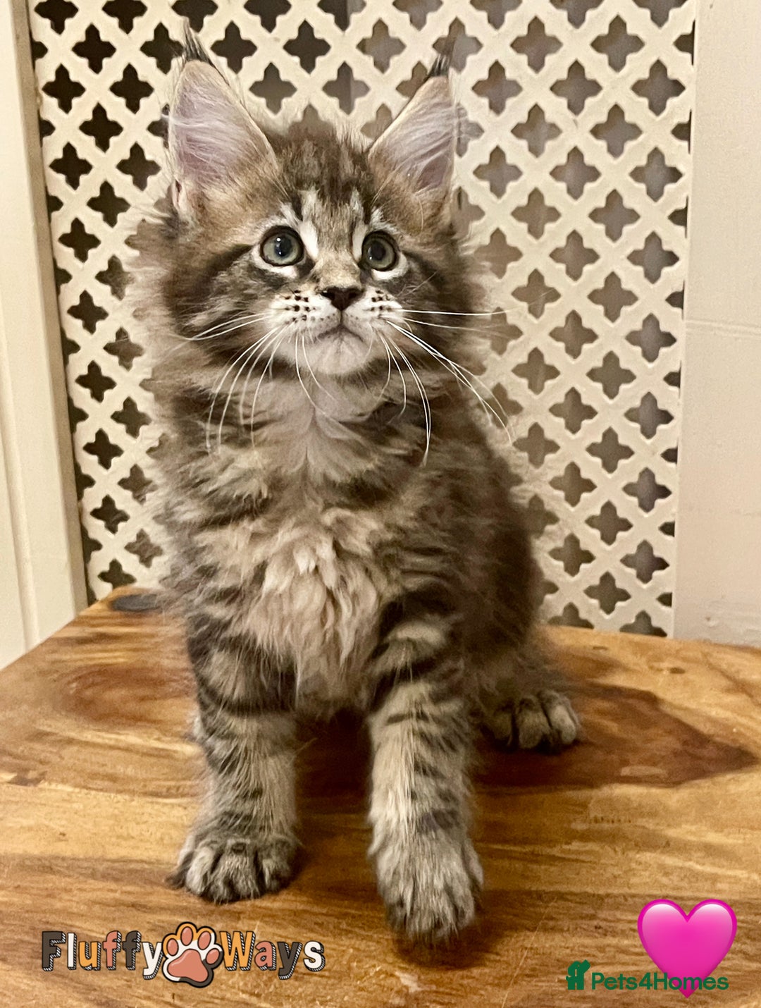 Maine Coon cats for sale: 🐾🦁 *TICA* MAINE COON KITTENS 🧬 DNA CLEAR 🦁🐾 - Image 19