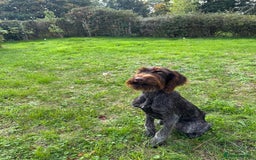 German Wirehaired Pointer dogs for sale: Male GWP pup  - Image 2