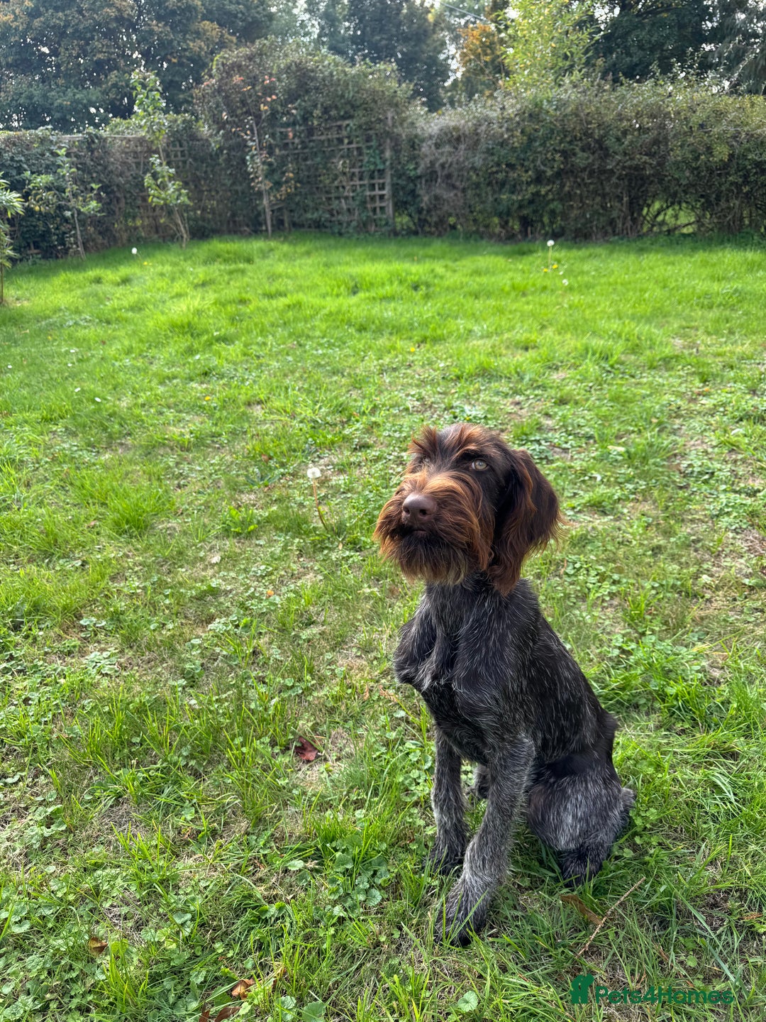 German Wirehaired Pointer dogs for sale: Male GWP pup  - Image 2