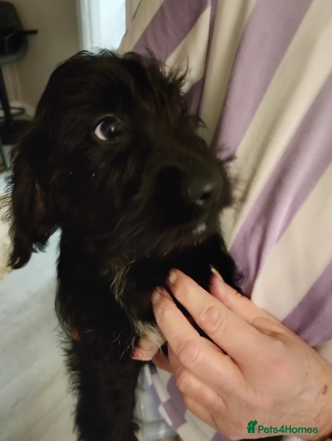 Mixed Breed dogs for sale: Dachshund cross terrier  - Advert 4