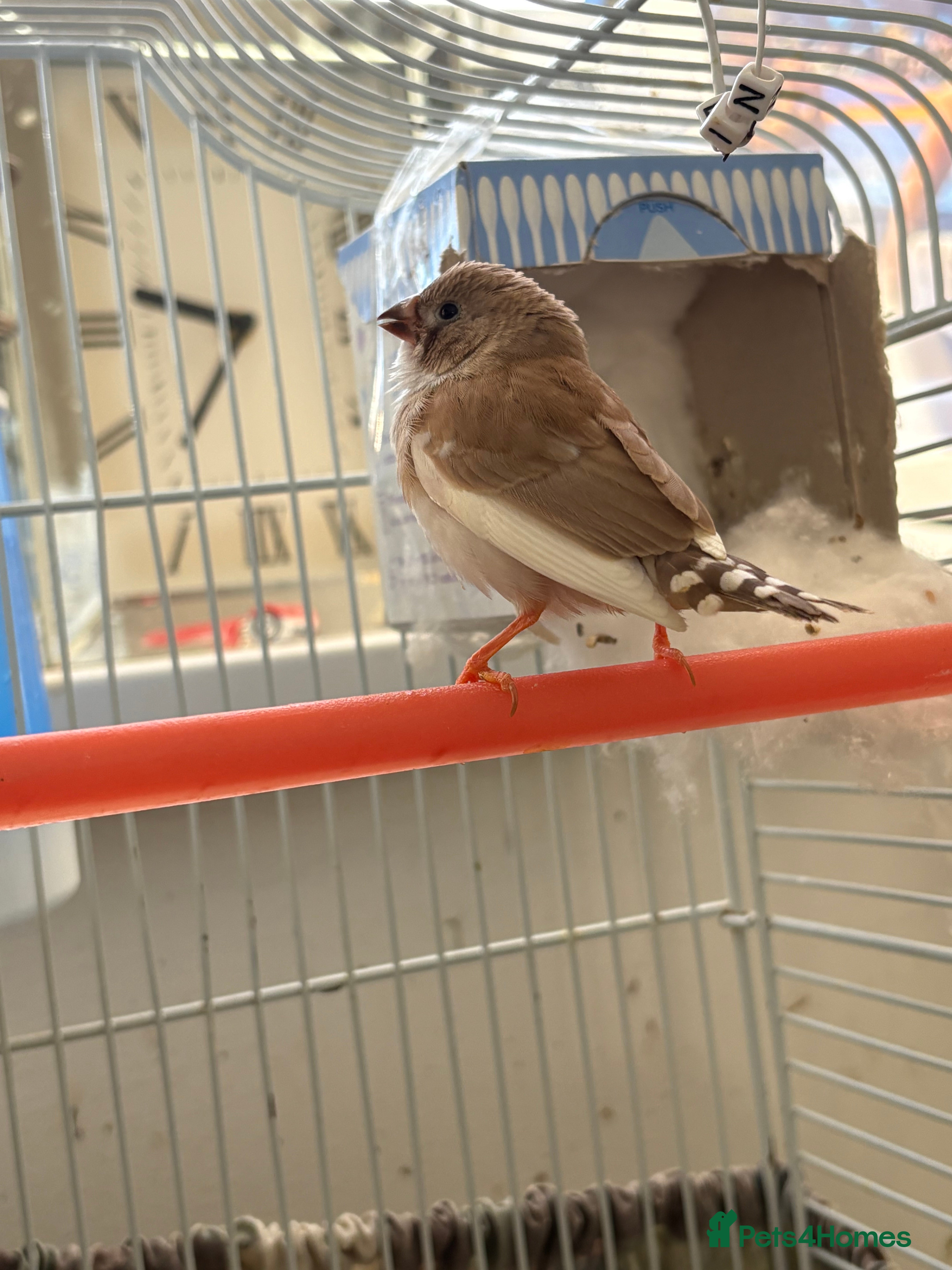 Finches birds Zebra finches - Advert 1