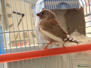 Finches birds Zebra finches - Advert 8