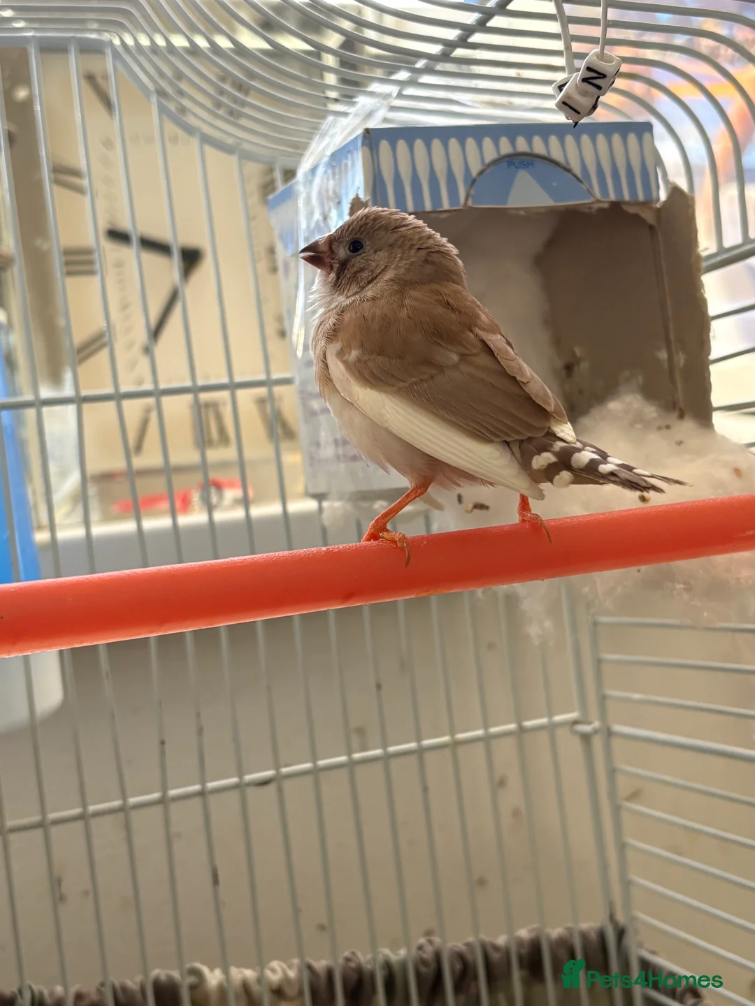 Finches birds for sale: Zebra finches - Advert 1