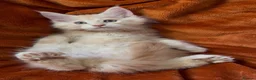 Maine Coon cats for sale: Bear Paw (🐾🐻 polydactyl) Maine Coon kittens TICA - Advert 25