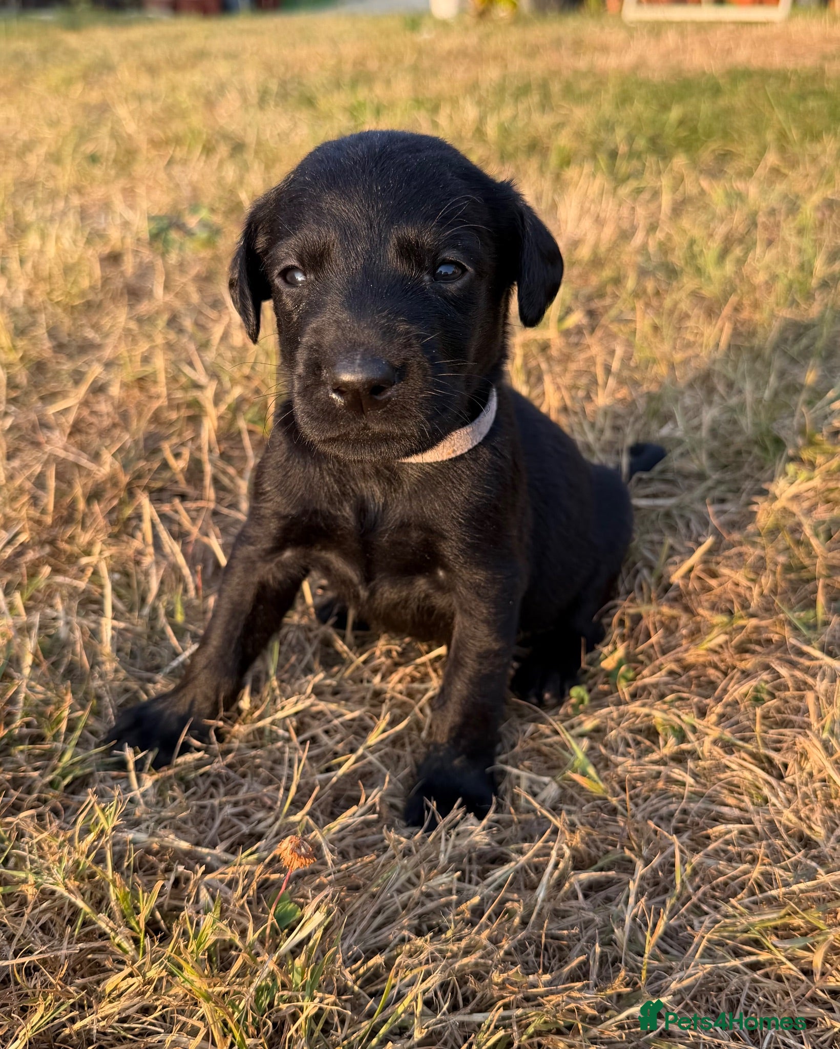 Labrador Retriever dogs KC Labrador puppies  - Advert 2