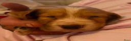 Cocker Spaniel dogs for sale: Cocker spaniel puppies  - Advert 3