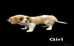 Cavalier King Charles Spaniel dogs for sale: 💫 DNA CLEAR CAVALIER KING CHARLES PUPPIES 💫  - Image 10