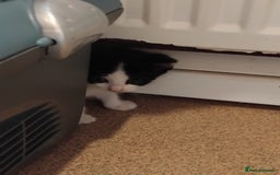 Mixed Breed cats for sale: Lovely Bengal x kittens for sale. - Advert 5