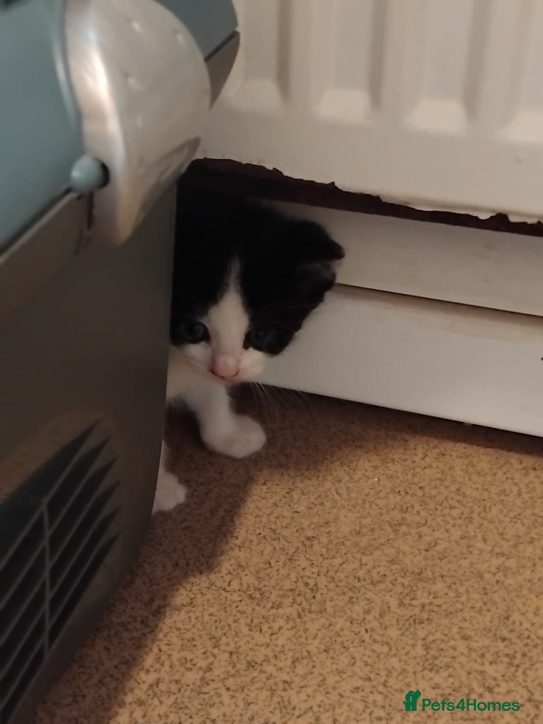 Mixed Breed cats for sale: Lovely Bengal x kittens for sale. - Advert 5