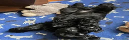 American Cocker Spaniel dogs for sale: American cocker spaniel boy - Advert 5