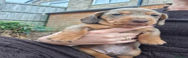 Miniature Dachshund 2