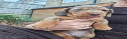 Miniature Dachshund dogs for sale: Miniature Dachshund puppies  in Derby - Advert 8