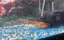 Other/Mixed Breed fish for sale: Mixed fresh water fish for sale  - Image 4