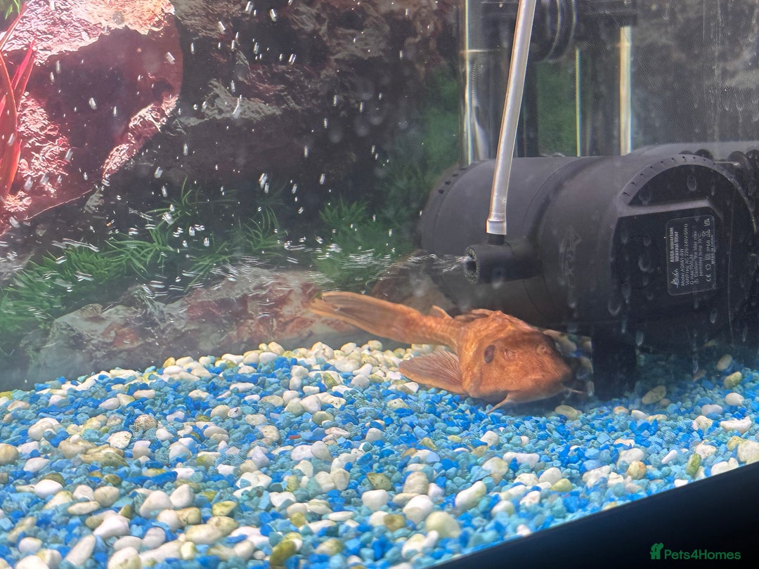 Other/Mixed Breed fish for sale: Mixed fresh water fish for sale  - Image 4
