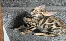 Bengal cats for sale: Bengal kittens - Image 1